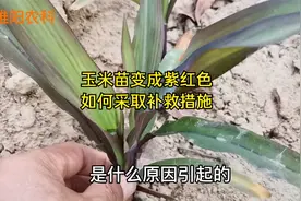 玉米苗变成紫红色，是什么原因引起的，如何采取补救措施