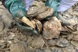 如何赶海快速挖牡蛎?小倪自制工具就能轻松做到,野生的更鲜更美味视频封面