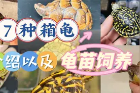 7种箱龟介绍，以及箱龟苗饲养。东箱，三趾，7种箱龟谁适合你呢视频封面