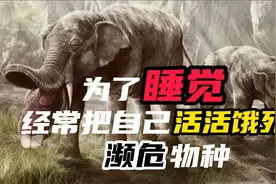 世界上最能睡的动物--连续睡9个月！视频封面