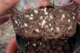 多肉植物为什么不长根？根系不发达？看看这个小实验，快速生根！视频封面