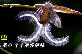甲虫喷射化学武器每秒500次，朱土蝽认贼作父活活累死养母视频封面