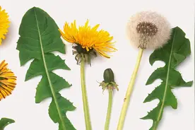 1种野菜煮水，去雀斑、降肝火、改善口腔溃疡！但不要这样吃视频封面