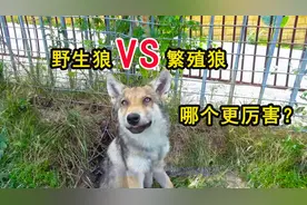 狼王是继承制？新狼群王位争霸，野生狼后代和驯养狼后代谁更厉害