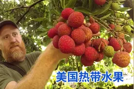 源于中国的美国高人气热带水果：佛罗里达州荔枝