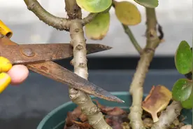 给老桩长寿花这样修剪，目的有两个，看完就明白了