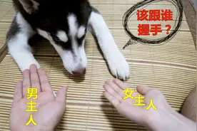 男女主人同时伸出手，哈士奇会选择谁握手？网友：这二哈情商高