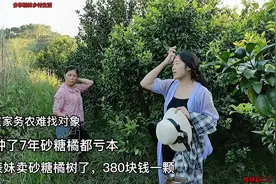 表妹在家种砂糖橘难找老公，7年亏死，50亩380一颗全卖掉有多少钱视频封面