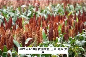 春节前玉米最佳卖粮时机正在慢慢消失视频封面