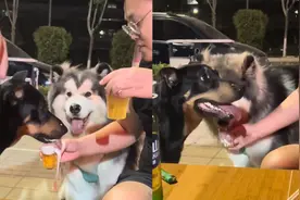 男子和两只狗狗撸串喝啤酒，一个动作网友直呼是个讲究人！视频封面