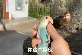 每天出来就被关是有原因的，出来就惹事视频封面