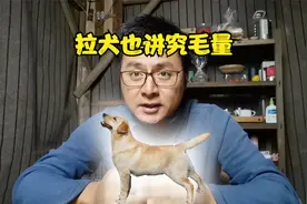 大多数人忽视拉布拉多的毛量，恰恰是评判的重要指标视频封面