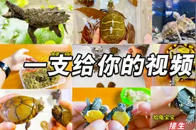 养龟这样的小众爱好也值得被大众喜欢！视频封面