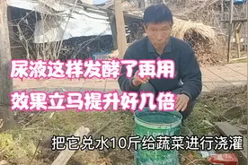 尿液别直接用，按这个方法发酵几天，效果立马提升好几倍