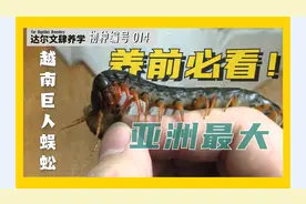 迷上养蜈蚣！？ 最全面的宠物蜈蚣入坑指南 | 越南巨人蜈蚣...视频封面