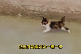 小猫咪长大真不容易，猫妈妈整天藏孩子，有什么办法可以阻止它吖