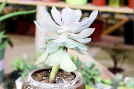 多肉开花是好兆头？别傻了，若不及时处理，后果不堪设想视频封面