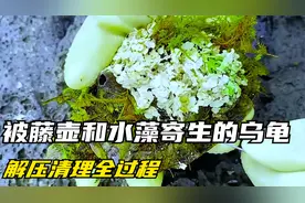 你见过头上开满梅花的梅花鹿吗？见过被藤壶和水藻寄生的乌龟吗？视频封面