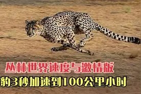 丛林世界猎豹3秒加速到100公里小时，但最高时速只能跑几百米？视频封面