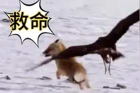 鹰类捕食集锦，倒霉狐狸被老鹰逮住一顿乱抓，夺命爪功不是吹的！