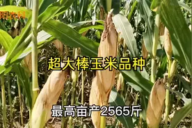 这几个超大棒玉米新品种，果穗长都在30厘米以上