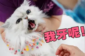 猫咪才4岁就被全口拔牙，还花了7000元？牙齿健康太重要了！视频封面
