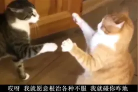 搞笑视频：我告诉你，你别碰我，你碰过你可赔不起，我就愿意跟着