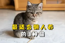想养猫但是又很懒怎么办？养这3种猫就对了！视频封面