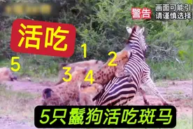 惨！5只鬣狗活吃斑马全过程，肠子被扯到地上视频封面