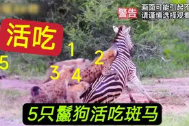 惨！5只鬣狗活吃斑马全过程，肠子被扯到地上视频封面