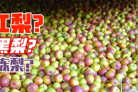 三毛：大西北考察一种神奇的水果“黑梨”！视频封面