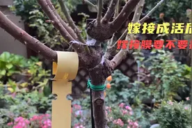 嫁接成活后要不要拆嫁接膜？什么时候拆？都是有讲究的！视频封面