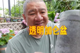 3盆不同的1加仑落跑新娘绣球，材料不同，生长有什么不同？视频封面