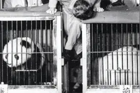 1972年，中国大熊猫亮相日本东京，许多人排队数小时只能看50秒视频封面