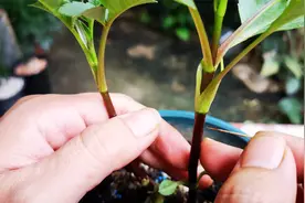 盆栽大丽花，用一根针这样“扎几下”，植株不徒长，茎干粗又壮视频封面