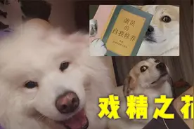当铲屎官为爱演戏的小花狗装上监控器视频封面