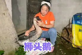 秋子孵化的鹅仔因为近亲结婚，全都夭折了，邻居给她出个好办法视频封面