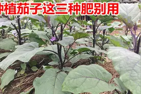 想要茄子高产没虫害，三种肥被别用，后期的茄子才会产量翻倍视频封面