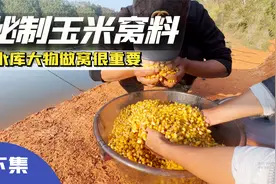 水库守大物这样做窝子，整个水库的鱼都会被你诱过来！视频封面