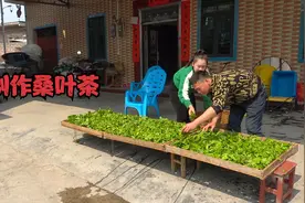 阿琪这样制作的桑叶茶，营养保留全口感香醇，网友：值得收藏视频封面