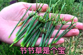 很多人不知道：节节草捣碎作用厉害了，遇见记得摘回家！