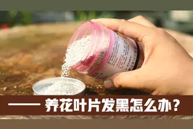 养花叶片变黑枯萎？园艺师教你，使用除菌剂噻呋酰胺来解决视频封面