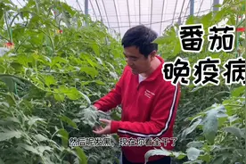 番茄晚疫病不用怕，用这个配方可以一次治愈它！视频封面
