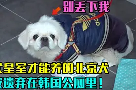 古代皇室才能养的北京犬，竟被遗弃在韩国公厕里，这是怎么回事？视频封面