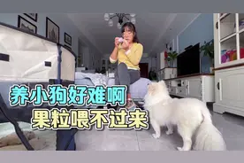 养一群小狗太费劲了，果粒得赶紧补一补，我都没过过这么好的生活视频封面