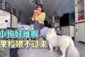 养一群小狗太费劲了，果粒得赶紧补一补，我都没过过这么好的生活视频封面
