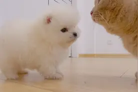 呆萌小奶狗，错把矮脚猫当妈妈，结果被猫追着揍！视频封面