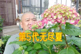 大花绣球无尽夏第5代，与第1代有什么不同？