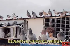 农村大教你：怎样从鸽子的日常行为中，观察鸽子患的是啥病视频封面
