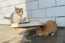 小猫戏耍小兔子，内容搞笑视频封面